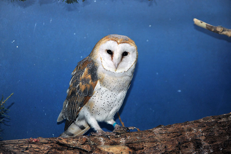 Сова сипуха в домашних условиях