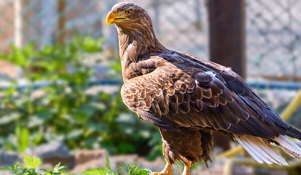 Фото: Морской орел