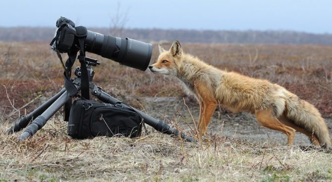 Характеризуется любознательностью, но в то же время осторожностью