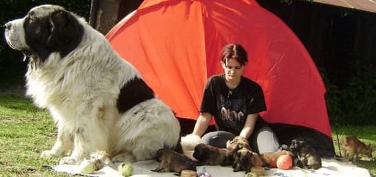 Пиренейский мастиф Пиренейский мастиф