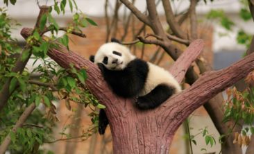 Внешний вид панды Гигантская панда или бамбуковый медведь или гигантская панда