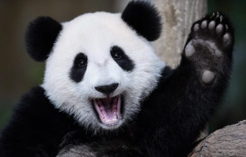 Большая панда, или бамбуковый медведь, или гигантская панда