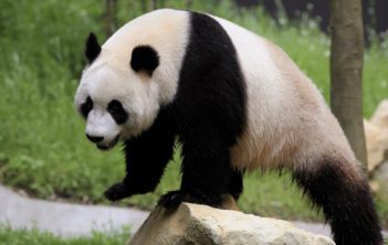 Большая панда, или бамбуковый медведь, или гигантская панда