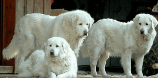 Польские подгальские овчарки Польские подгальские овчарки