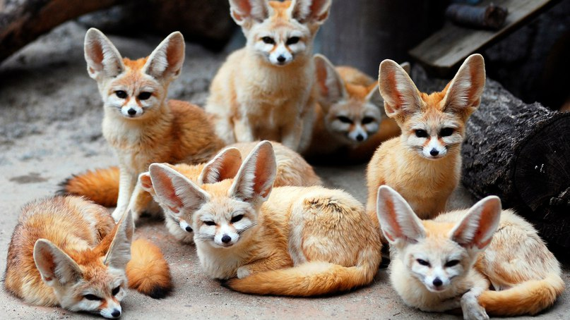 Домашний фенек