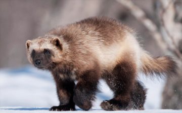 Росомаха Фото, видео, описание, образ жизни, ареал, корм