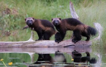 Росомаха Фото, видео, описание, образ жизни, ареал, корм