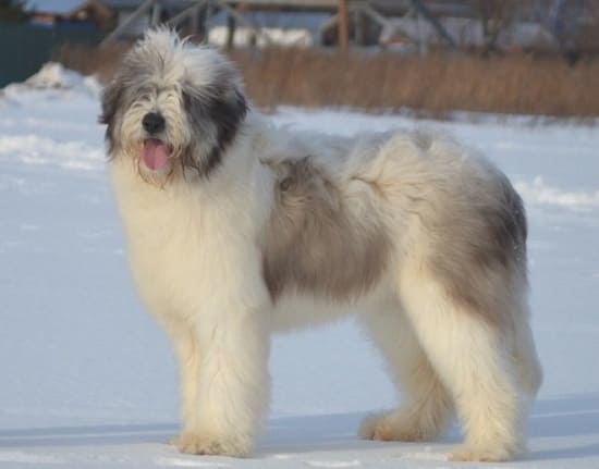 Румынская миоритская овчарка Румынская миоритская овчарка