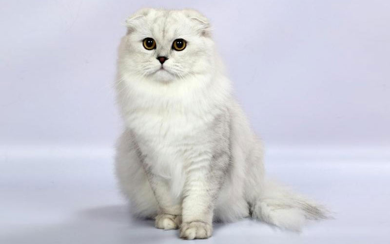 Хайленд-фолд - редкие породы кошек