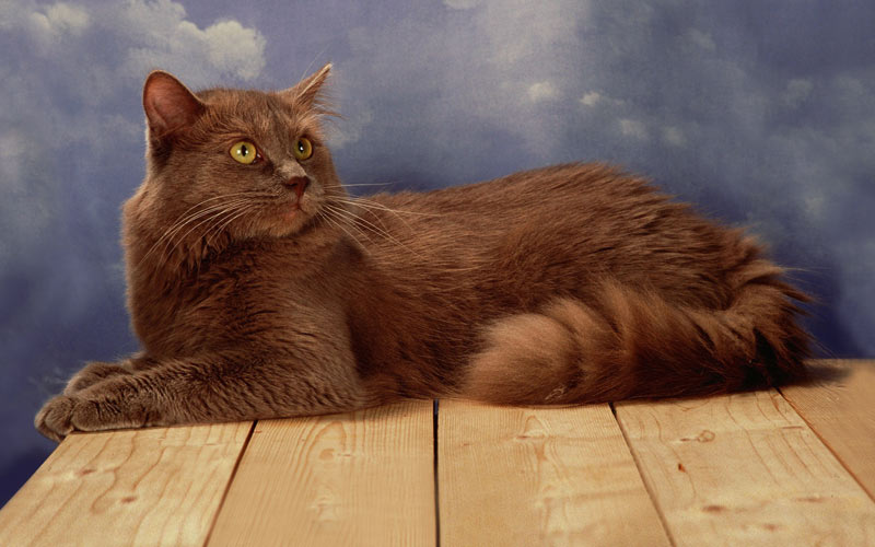 Шантильи-тиффани - редкие породы кошек