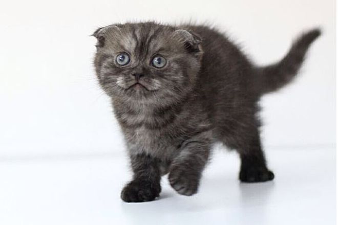 Угольный шотландский котенок
