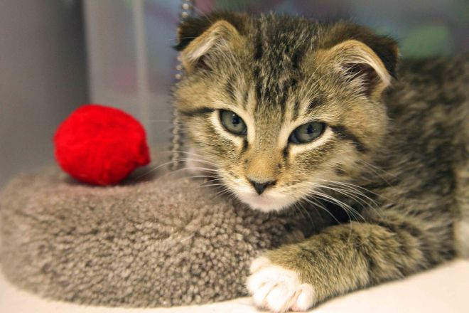 Шотландский котенок