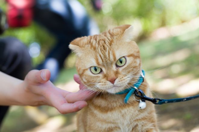 Шотландский кот