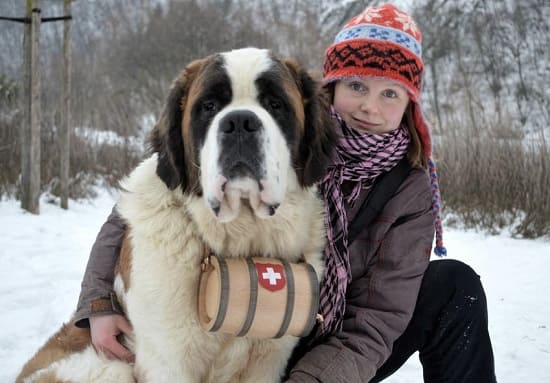 Сенбернар Сенбернар