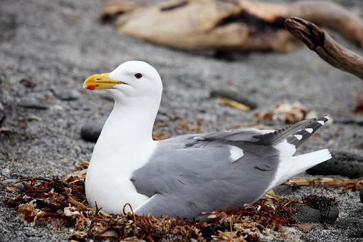 Какая птица ныряет глубже