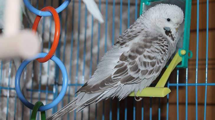 Сколько лет живут попугаи