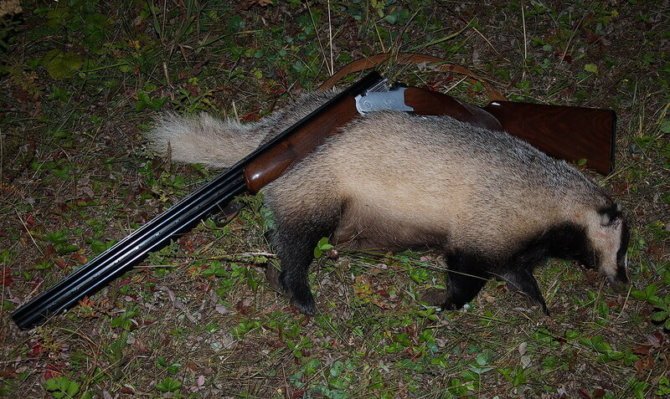 Сезон охоты на барсука