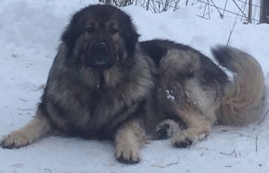 Шарпланинак Шарпланинак