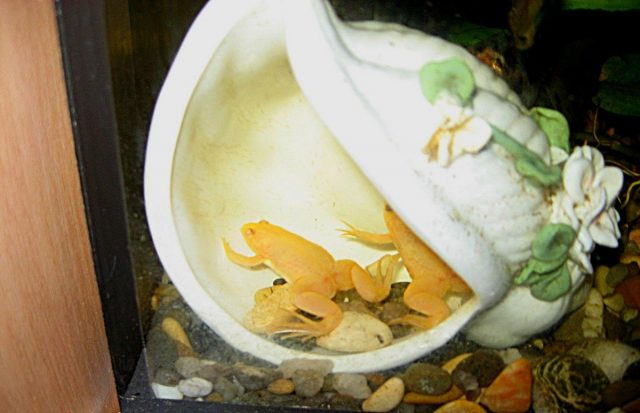 Мои лягушата очень любили отдыхать внутри декоративной ракушки Мои лягушата очень любили отдыхать внутри декоративной ракушки