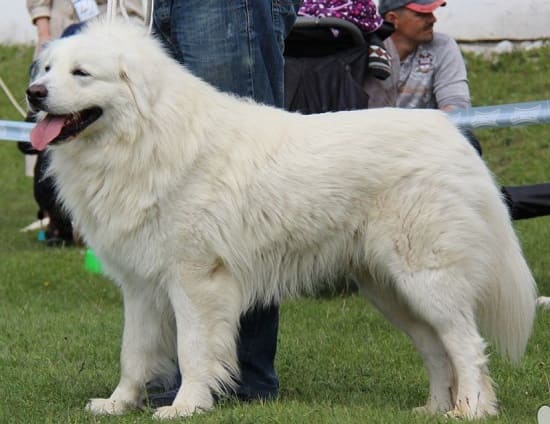 Словацкий парень Словацкий парень