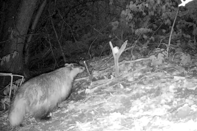 Снимок барсука с фотоловушки