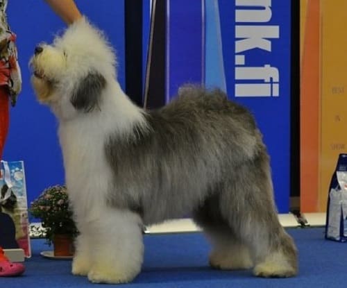 Староанглийская бобтейловая овчарка Староанглийская бобтейловая овчарка