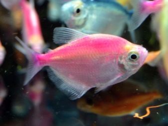 Тернеция Карамелька: содержание и уход за цветной аквариумной рыбкой, описание, особенности размножения, нужен ли им компрессор и как отличить от Глофиш