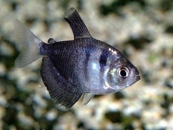 Тернеция Карамелька: содержание и уход за цветной аквариумной рыбкой, описание, особенности размножения, нужен ли им компрессор и как отличить от Глофиш