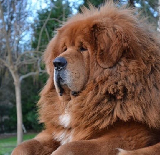 Тибетский мастиф Тибетский мастиф