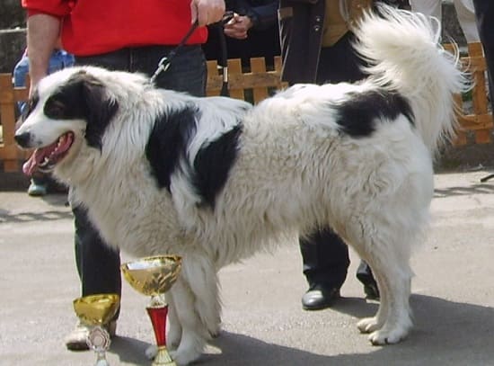 Торньяк Торньяк