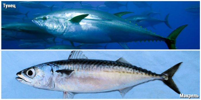 Макрелевый тунец