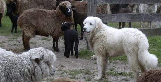 Венгерский кувас с овцой Венгерский кувас с овцой