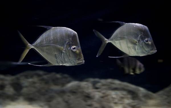 Vomer-fish-Description-features-habitat-and-photo-fish-9