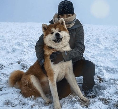 Японская акита-ину со своим хозяином Японская акита-ину со своим хозяином