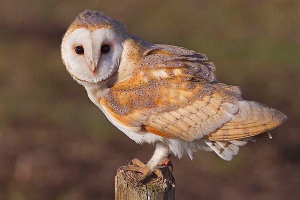 Сова сипуха в домашних условиях