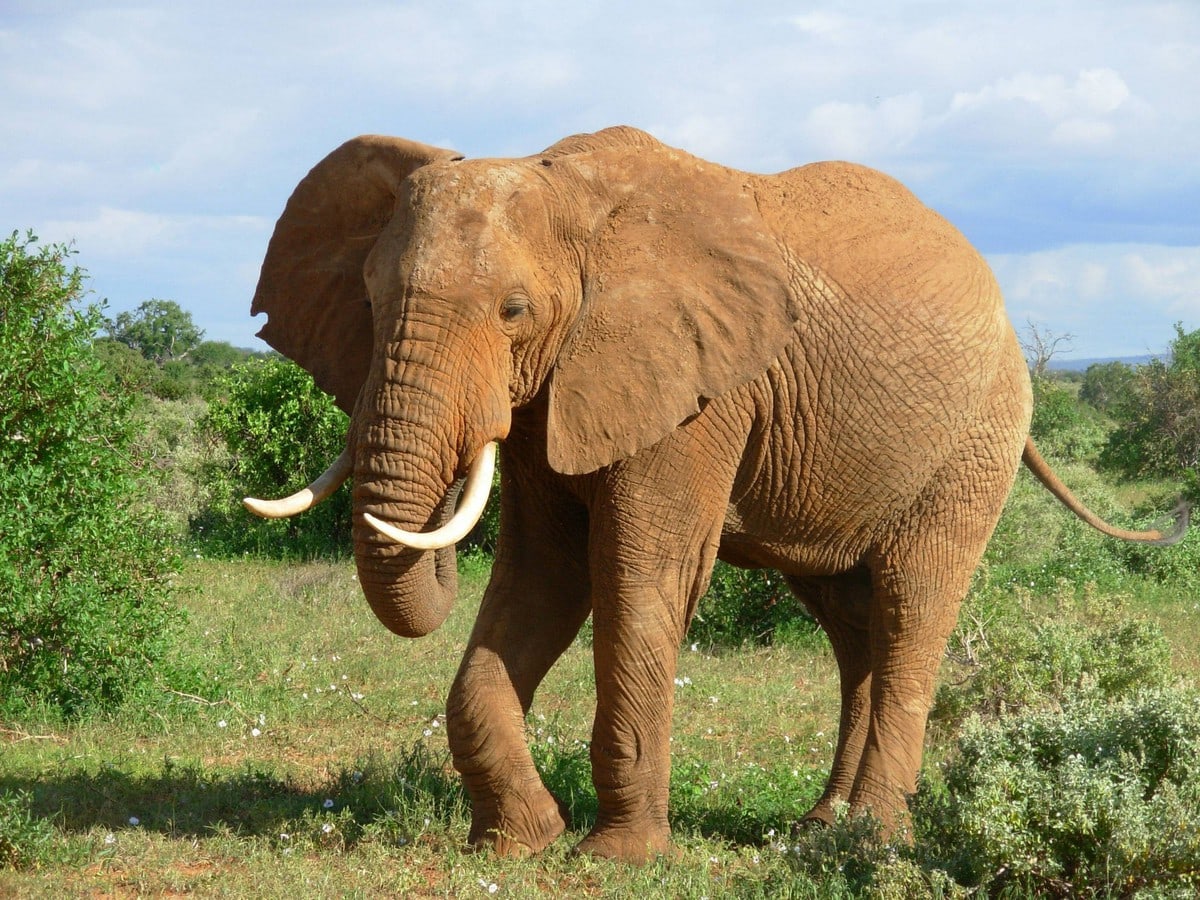 Интересные факты о слонах