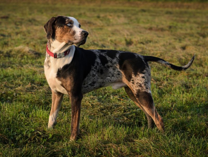 Характеристика леопардовых собак катахулы: особенности внешности и поведения
