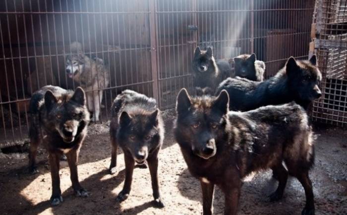 Как выглядят русские, юланские или сарлосские вольфхунды: характеристика породы