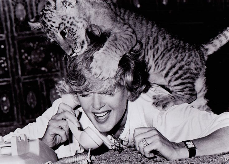 Пума: описание животного, особенности, виды, образ жизни, среда обитания