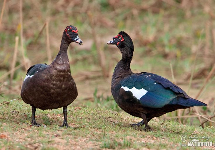 Разведение мускусных уток(щипун) в домашних условиях: характеристика и описание