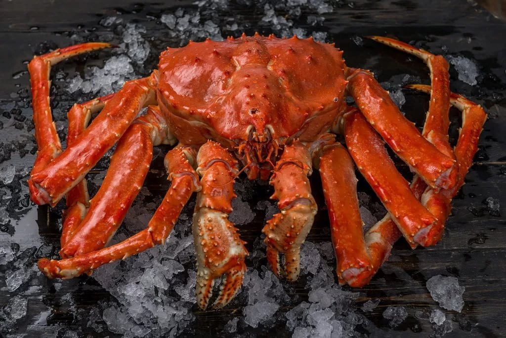 Камчатский краб: описание, где обитает, размер, вес, чем питается, враги