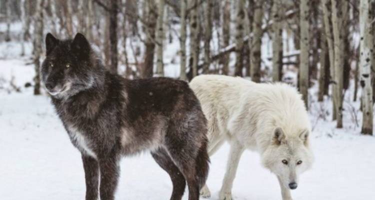 Как выглядят русские, юланские или сарлосские вольфхунды: характеристика породы