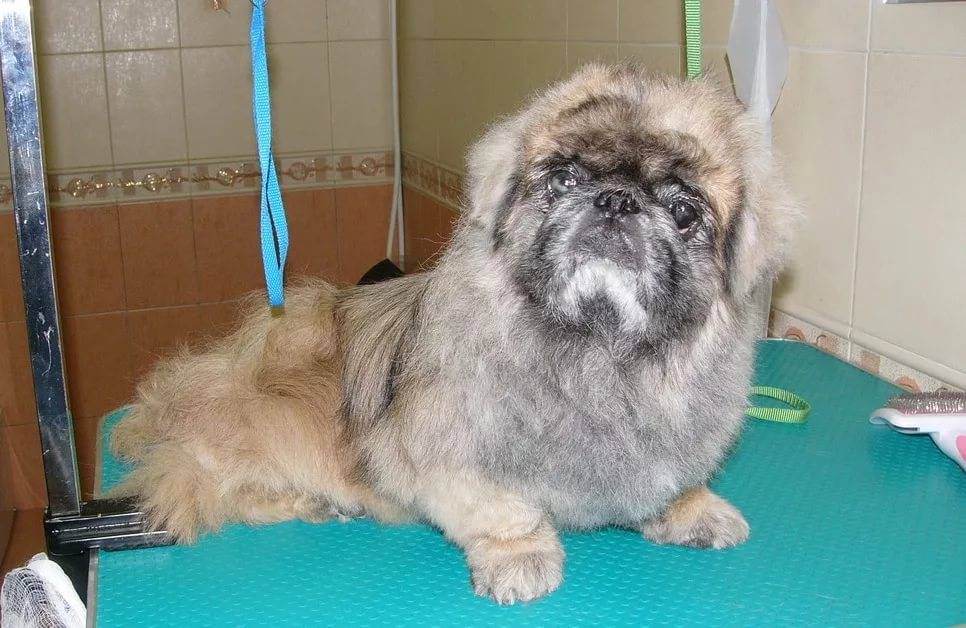 Сколько живут пекинесы