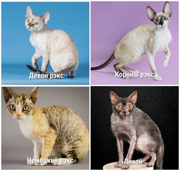 Гипоаллергенные кошки: полный список пород