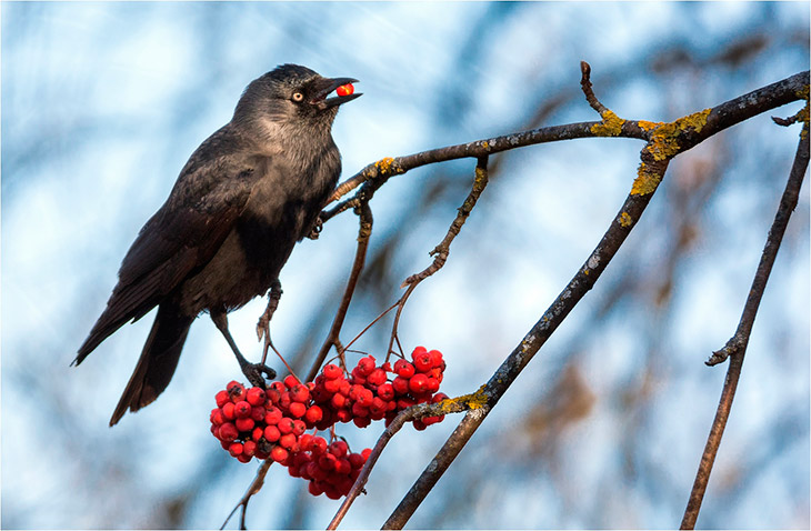 Что они едят?