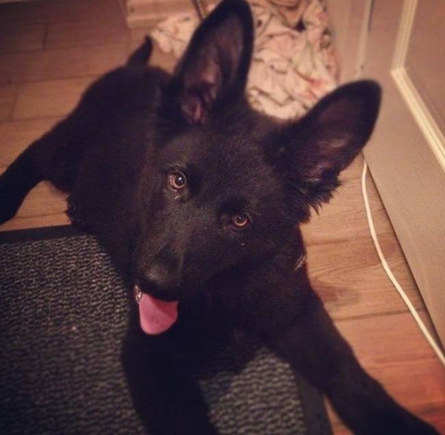 Как выглядят русские, юланские или сарлосские вольфхунды: характеристика породы