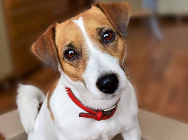 Джек-рассел-терьер