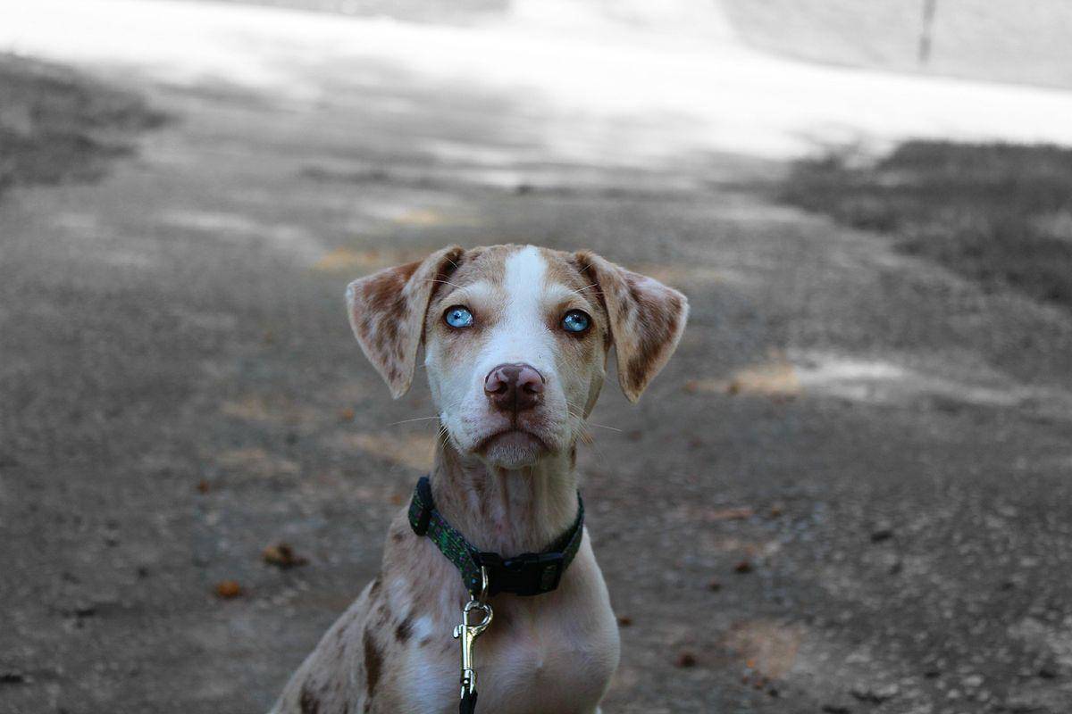 Характеристика леопардовых собак катахулы: особенности внешности и поведения