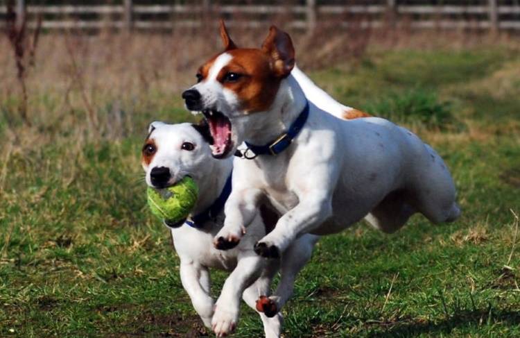 Джек-рассел-терьер