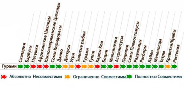 Таблица совместимости гурами с другими видами рыб Таблица совместимости гурами с другими рыбами